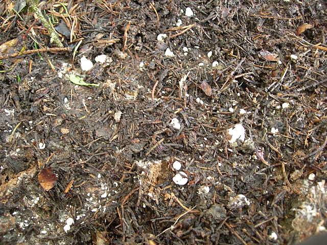 Macromiceti jurassiani � la lunga ricerca